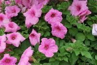 Colorworks™ Petunia Pink Radiance -- New from Sakata Ornamentals Spring Trials 2016:  the Colorworks™ Series of Petunia, ideal for the grower with easy-to-bloom varieties with a strong-mounding, semi-trailing habit ideal for both basket and pot production.  For the retailer, extremely florifierous plants with striking colors make a statement.  And for the consumer, these plants offer outstanding garden performance with stunning colors that make an impact in patio pots or in he garden.