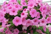 Colorworks™ Petunia Pink Radiance -- New from Sakata Ornamentals Spring Trials 2016:  the Colorworks™ Series of Petunia, ideal for the grower with easy-to-bloom varieties with a strong-mounding, semi-trailing habit ideal for both basket and pot production.  For the retailer, extremely florifierous plants with striking colors make a statement.  And for the consumer, these plants offer outstanding garden performance with stunning colors that make an impact in patio pots or in he garden.