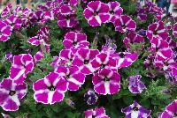 Colorworks™ Petunia Violet Star -- New from Sakata Ornamentals Spring Trials 2016:  the Colorworks™ Series of Petunia, ideal for the grower with easy-to-bloom varieties with a strong-mounding, semi-trailing habit ideal for both basket and pot production.  For the retailer, extremely florifierous plants with striking colors make a statement.  And for the consumer, these plants offer outstanding garden performance with stunning colors that make an impact in patio pots or in he garden.