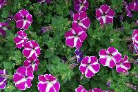 Colorworks™ Petunia Violet Star -- New from Sakata Ornamentals Spring Trials 2016:  the Colorworks™ Series of Petunia, ideal for the grower with easy-to-bloom varieties with a strong-mounding, semi-trailing habit ideal for both basket and pot production.  For the retailer, extremely florifierous plants with striking colors make a statement.  And for the consumer, these plants offer outstanding garden performance with stunning colors that make an impact in patio pots or in he garden.