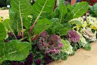 Home Grown Vegetables  -- From Sakata Home Grown Spring Trials 2016: Home Grown Vegetables, quality plants for the home gardener.