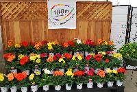  Gerbera  -- Welcome to Takii Seed, Spring Trials 2016, featuring American Takii – celebrating 180 years of “Creating Tomorrow Today”, HilverdaKooij, HMA Plants, and OHP.  Here, Gerbera on display.