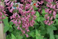 Summer Jewel™ Salvia Lavender -- New from Takii Seed @ Spring Trials 2016:  a new addition to the Summer Jewel™ Series of Salvia, 'Lavender', a regional AAS Winner great for attracting pollinators such as hummingbirds, butterflies and bees.  Now an entire AAS-Winning series with 'Red', 'Pink', 'White' and new 'Lavender'.  A quick crop, with a mere 7-9 weeks from sow to flower, blooming abundantly all season.