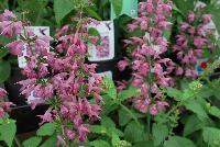 Summer Jewel™ Salvia Lavender -- New from Takii Seed @ Spring Trials 2016:  a new addition to the Summer Jewel™ Series of Salvia, 'Lavender', a regional AAS Winner great for attracting pollinators such as hummingbirds, butterflies and bees.  Now an entire AAS-Winning series with 'Red', 'Pink', 'White' and new 'Lavender'.  A quick crop, with a mere 7-9 weeks from sow to flower, blooming abundantly all season.