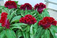 Armor™ Celosia Juncus afro Purple -- From Takii Seed @ Spring Trials 2016:   Welcome to the Zombie Zone, featuring Armor™ Celosia with a Hallloween-themed presentation.