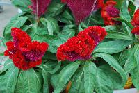 Armor™ Celosia Juncus afro Orange -- From Takii Seed @ Spring Trials 2016:   Welcome to the Zombie Zone, featuring Armor™ Celosia with a Hallloween-themed presentation.