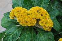 Armor™ Celosia Juncus afro Yellow -- From Takii Seed @ Spring Trials 2016:   Welcome to the Zombie Zone, featuring Armor™ Celosia with a Hallloween-themed presentation.