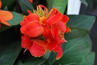 Cannova® Canna F1 Flame Experimental -- From Takii Seed @ Spring Trials 2016: the Cannova® Canna F1, a seed-propagated hybrid series, featuring an improvement over open-pollinated varieties with better germination, vigor and branching; more tolerant of low light and cooler night temperatures; foliage is cleaner and blemish-free longer.  Stunning in gardens, containers, pots and shallow areas of water gardens.