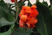 Cannova® Canna F1 Orange Shades Experimental -- From Takii Seed @ Spring Trials 2016: the Cannova® Canna F1, a seed-propagated hybrid series, featuring an improvement over open-pollinated varieties with better germination, vigor and branching; more tolerant of low light and cooler night temperatures; foliage is cleaner and blemish-free longer.  Stunning in gardens, containers, pots and shallow areas of water gardens.