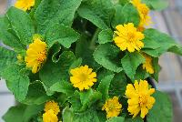  Melampodium Jackpot Gold -- New from Takii Seed @ Spring Trials 2016: Melampodium 'Jackpot Gold' featuring large, well-shaped golden yellow flowers.  A heat and humidity tolerant variety that produces an abundance of flowers from early summer until first frost.