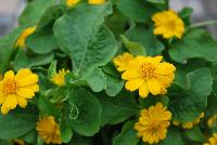  Melampodium Jackpot Gold -- New from Takii Seed @ Spring Trials 2016: Melampodium 'Jackpot Gold' featuring large, well-shaped golden yellow flowers.  A heat and humidity tolerant variety that produces an abundance of flowers from early summer until first frost.