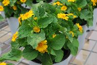  Melampodium Jackpot Gold -- New from Takii Seed @ Spring Trials 2016: Melampodium 'Jackpot Gold' featuring large, well-shaped golden yellow flowers.  A heat and humidity tolerant variety that produces an abundance of flowers from early summer until first frost.