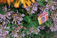 Arizona® Agastache Sunset -- From Takii Seed @ Spring Trials 2016: the Arizona® Agastache series offers first-year-flowering perennial flowers hardy to Zone 6.  Highly uniform in flowering and habit.  Good for quarts and gallons.  Fast crop time from spring sow – 13 – 14 weeks.  Blooms like an annual, tough tough like a perennial.  Attracts pollinators.