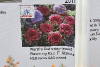   -- From Takii Seed @ Spring Trials 2016: Celebrating 180 Years of History showing te 2011 introduction of the world's first shiny-leaved Flowering Kale, F1 and the variety Glamour® 'Red' earns AAS award.
