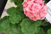 Everlast™ Pelargonium Appleblossom Experimental -- New from Takii Seed @ Spring Trials 2016: the Everlast™ Series of Pelargonium F1 (Zonal Geranium).