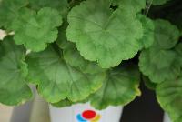 Everlast™ Pelargonium Appleblossom Experimental -- New from Takii Seed @ Spring Trials 2016: the Everlast™ Series of Pelargonium F1 (Zonal Geranium).