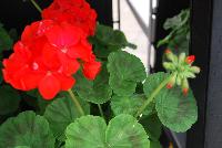 Everlast™ Pelargonium Scarlet Experimental -- New from Takii Seed @ Spring Trials 2016: the Everlast™ Series of Pelargonium F1 (Zonal Geranium).