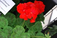 Everlast™ Pelargonium Scarlet Experimental -- New from Takii Seed @ Spring Trials 2016: the Everlast™ Series of Pelargonium F1 (Zonal Geranium).