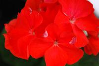 Everlast™ Pelargonium Scarlet Experimental -- New from Takii Seed @ Spring Trials 2016: the Everlast™ Series of Pelargonium F1 (Zonal Geranium).