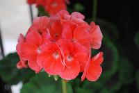 Everlast™ Pelargonium Salmon Experimental -- New from Takii Seed @ Spring Trials 2016: the Everlast™ Series of Pelargonium F1 (Zonal Geranium).