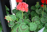 Everlast™ Pelargonium Salmon Experimental -- New from Takii Seed @ Spring Trials 2016: the Everlast™ Series of Pelargonium F1 (Zonal Geranium).