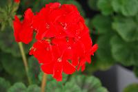 Everlast™ Pelargonium Red Experimental -- New from Takii Seed @ Spring Trials 2016: the Everlast™ Series of Pelargonium F1 (Zonal Geranium).