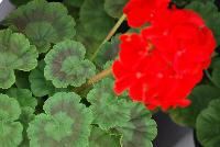 Everlast™ Pelargonium Red Experimental -- New from Takii Seed @ Spring Trials 2016: the Everlast™ Series of Pelargonium F1 (Zonal Geranium).