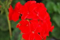 Everlast™ Pelargonium Red Experimental -- New from Takii Seed @ Spring Trials 2016: the Everlast™ Series of Pelargonium F1 (Zonal Geranium).