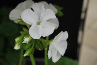 Everlast™ Pelargonium White Experimental -- New from Takii Seed @ Spring Trials 2016: the Everlast™ Series of Pelargonium F1 (Zonal Geranium).