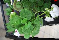 Everlast™ Pelargonium White Experimental -- New from Takii Seed @ Spring Trials 2016: the Everlast™ Series of Pelargonium F1 (Zonal Geranium).