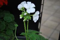 Everlast™ Pelargonium White Experimental -- New from Takii Seed @ Spring Trials 2016: the Everlast™ Series of Pelargonium F1 (Zonal Geranium).