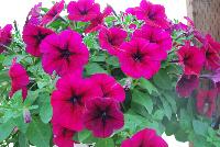 Trilogy® Petunia Deep Purple -- New from Takii Seed @ Spring Trials 2016: Trilogy Petunias requiring less growth regulators and responds well to less light/shorter daylengths to flower.  Takes longer to reach 36-inch width, can be grown “pot tight” throughout entire finish sequence.  Significantly less shrink at retail due to broken branches and damaged plants.  Uniformity across all colors.  Blooms prolifically all season long.