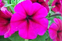 Trilogy® Petunia Deep Purple -- New from Takii Seed @ Spring Trials 2016: Trilogy Petunias requiring less growth regulators and responds well to less light/shorter daylengths to flower.  Takes longer to reach 36-inch width, can be grown “pot tight” throughout entire finish sequence.  Significantly less shrink at retail due to broken branches and damaged plants.  Uniformity across all colors.  Blooms prolifically all season long.