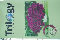 Trilogy® Petunia Deep Purple -- New from Takii Seed @ Spring Trials 2016: Trilogy Petunias requiring less growth regulators and responds well to less light/shorter daylengths to flower.  Takes longer to reach 36-inch width, can be grown “pot tight” throughout entire finish sequence.  Significantly less shrink at retail due to broken branches and damaged plants.  Uniformity across all colors.  Blooms prolifically all season long.