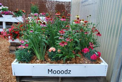 From HilverdaKooij @ Takii Seed Spring Trials 2016 on display with Mooodz™ Echinacea and combination ideas.
