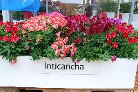 Inticancha® Alstromeria  -- From HilverdaKooij @ Takii Seed Spring Trials 2016 on display with Mooodz™ Echinacea, several lines of Dianthus, Begonias,  Alstromeria and several combination ideas.