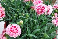 SunFlor® Dianthus Megan® -- New from HilverdaKooij @ Takii Seed Spring Trials 2016 on display with Mooodz™ Echinacea, several lines of Dianthus, Begonias,  Alstromeria and several combination ideas.