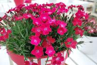 Kahori® Dianthus Scarlet -- New from HilverdaKooij @ Takii Seed Spring Trials 2016 on display with Mooodz™ Echinacea, several lines of Dianthus, Begonias,  Alstromeria and several combination ideas.