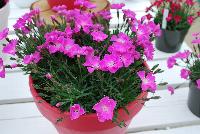 Kahori® Dianthus Pink -- New from HilverdaKooij @ Takii Seed Spring Trials 2016 on display with Mooodz™ Echinacea, several lines of Dianthus, Begonias,  Alstromeria and several combination ideas.