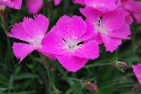 Kahori® Dianthus Pink -- New from HilverdaKooij @ Takii Seed Spring Trials 2016 on display with Mooodz™ Echinacea, several lines of Dianthus, Begonias,  Alstromeria and several combination ideas.