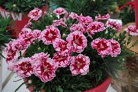 Kahori® Dianthus Kaylee® -- New from HilverdaKooij @ Takii Seed Spring Trials 2016 on display with Mooodz™ Echinacea, several lines of Dianthus, Begonias,  Alstromeria and several combination ideas.