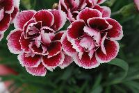 Odessa® Dianthus Amy -- New from HilverdaKooij @ Takii Seed Spring Trials 2016 on display with Mooodz™ Echinacea, several lines of Dianthus, Begonias,  Alstromeria and several combination ideas.