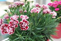 Odessa® Dianthus Amy -- New from HilverdaKooij @ Takii Seed Spring Trials 2016 on display with Mooodz™ Echinacea, several lines of Dianthus, Begonias,  Alstromeria and several combination ideas.