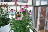 Mooodz™ Echinacea Cosy® -- From HilverdaKooij @ Takii Seed Spring Trials 2016 on display with Mooodz™ Echinacea and combination ideas.