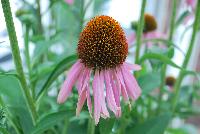 Mooodz™ Echinacea Cosy® -- From HilverdaKooij @ Takii Seed Spring Trials 2016 on display with Mooodz™ Echinacea and combination ideas.