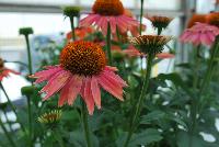 Mooodz™ Echinacea Orange -- From HilverdaKooij @ Takii Seed Spring Trials 2016 on display with Mooodz™ Echinacea and combination ideas.