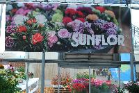 SunFlor® Dianthus carnation  -- From HilverdaKooij @ Takii Seed Spring Trials 2016: Sunflor® Dianthus on display with Mooodz™ Echinacea, several other lines of Dianthus, Begonias,  Alstromeria and several combination ideas.