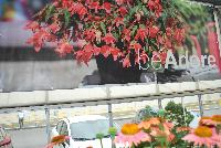 beAdore® Begonia boliviensis  -- From HilverdaKooij @ Takii Seed Spring Trials 2016: beAdore® Begonia on display with Mooodz™ Echinacea, several lines of Dianthus, Alstromeria and several combination ideas.