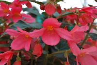 beAdore® Begonia boliviensis Liebe® -- From HilverdaKooij @ Takii Seed Spring Trials 2016: beAdore® Begonia on display with Mooodz™ Echinacea, several lines of Dianthus, Alstromeria and several combination ideas.