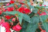 beAdore® Begonia boliviensis Amoretto® -- From HilverdaKooij @ Takii Seed Spring Trials 2016: beAdore® Begonia on display with Mooodz™ Echinacea, several lines of Dianthus, Alstromeria and several combination ideas.